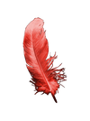 Crimson Feather